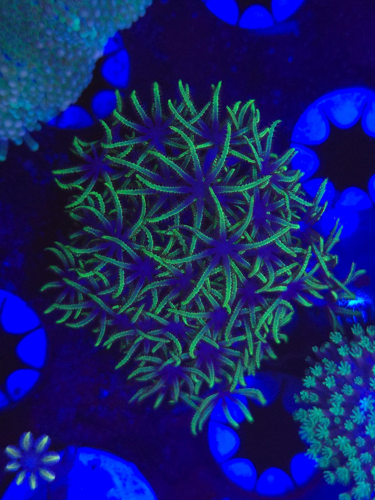 Green Star Polyps