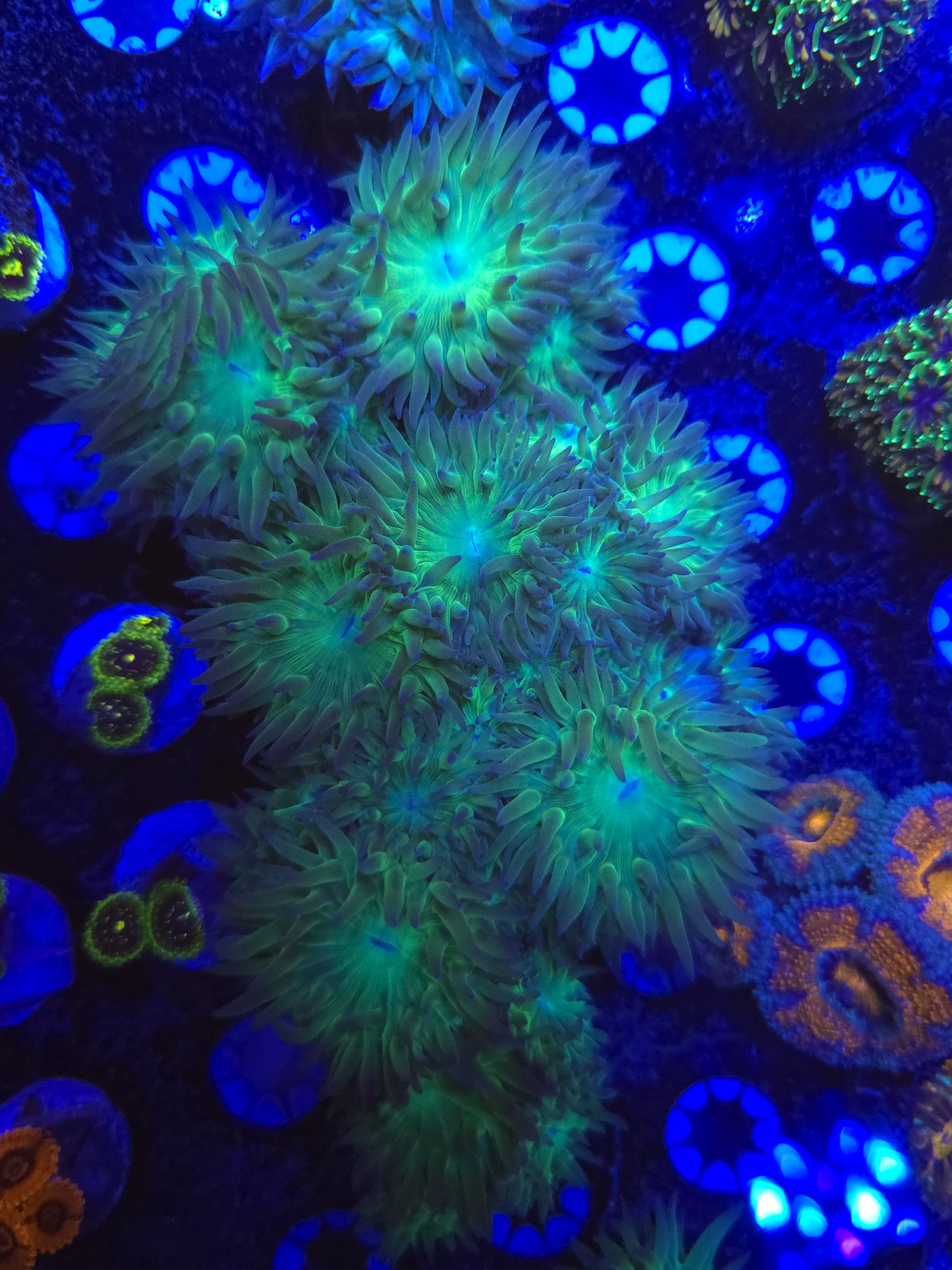 Duncan (Whisker Coral)