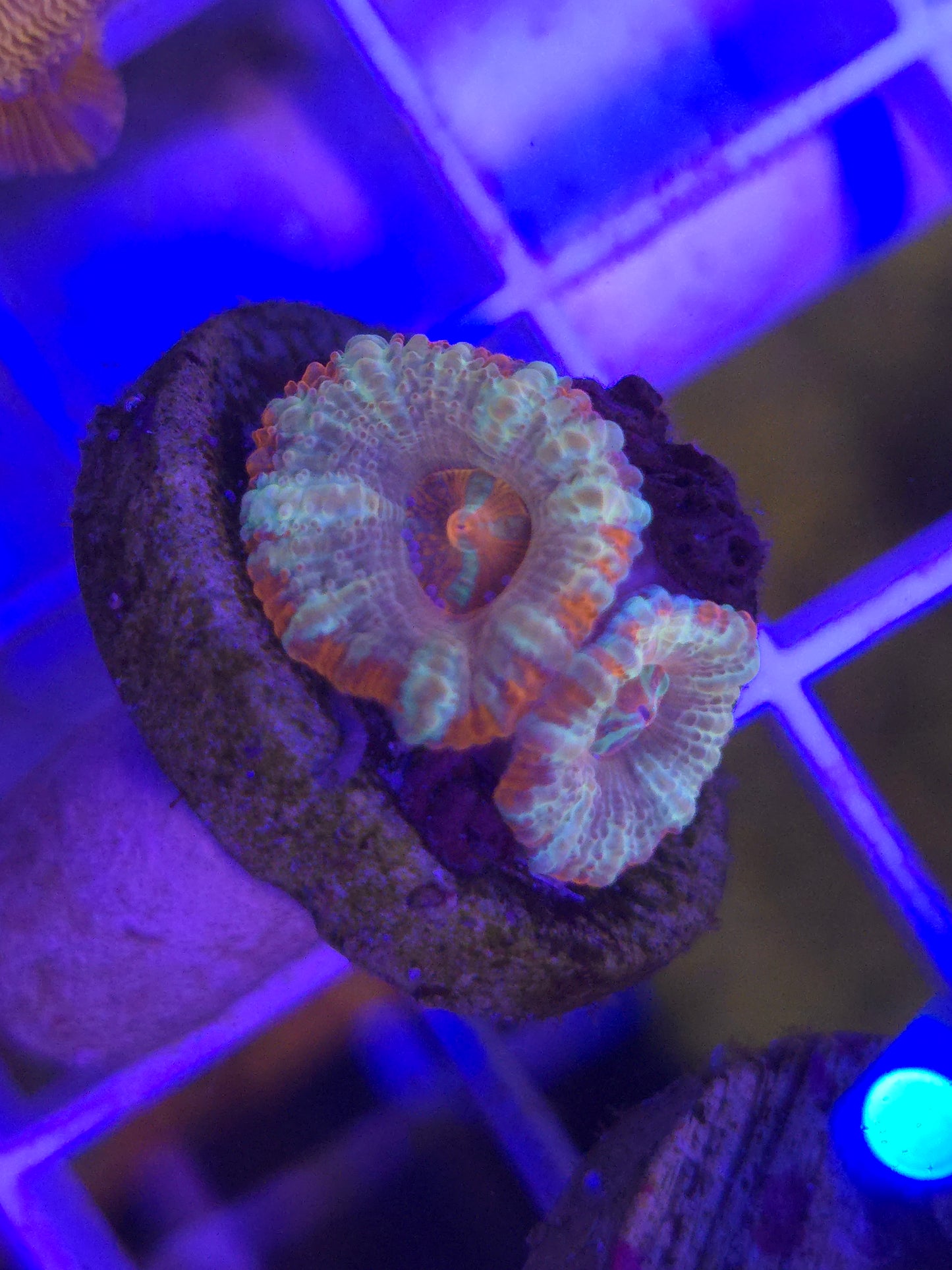 Double head Ultra Acan