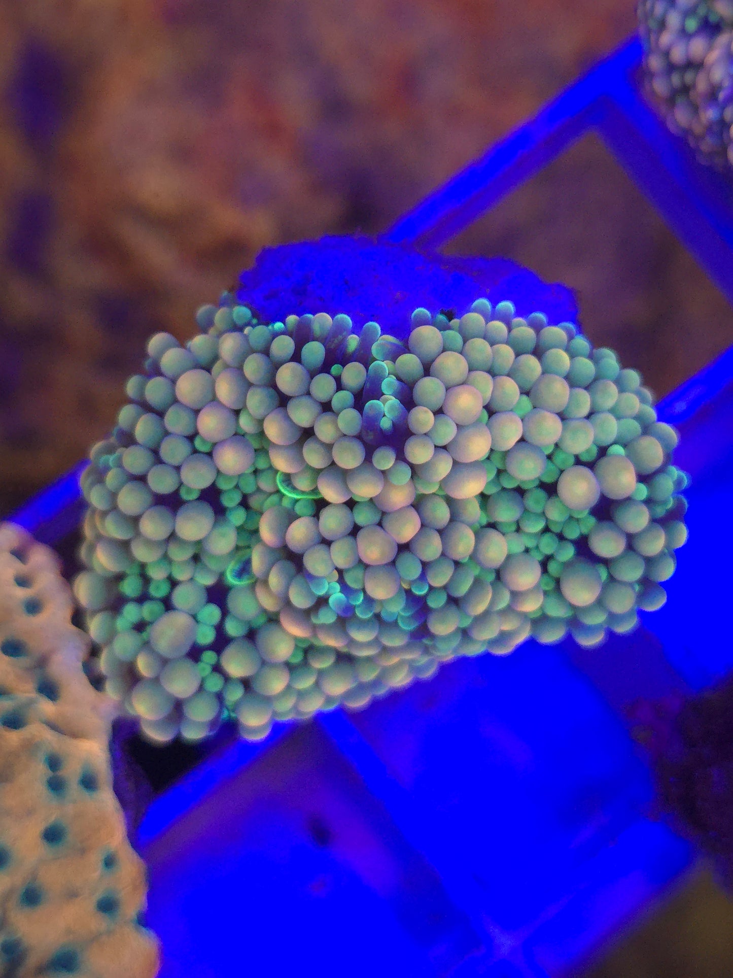 Rainbow Ricordea