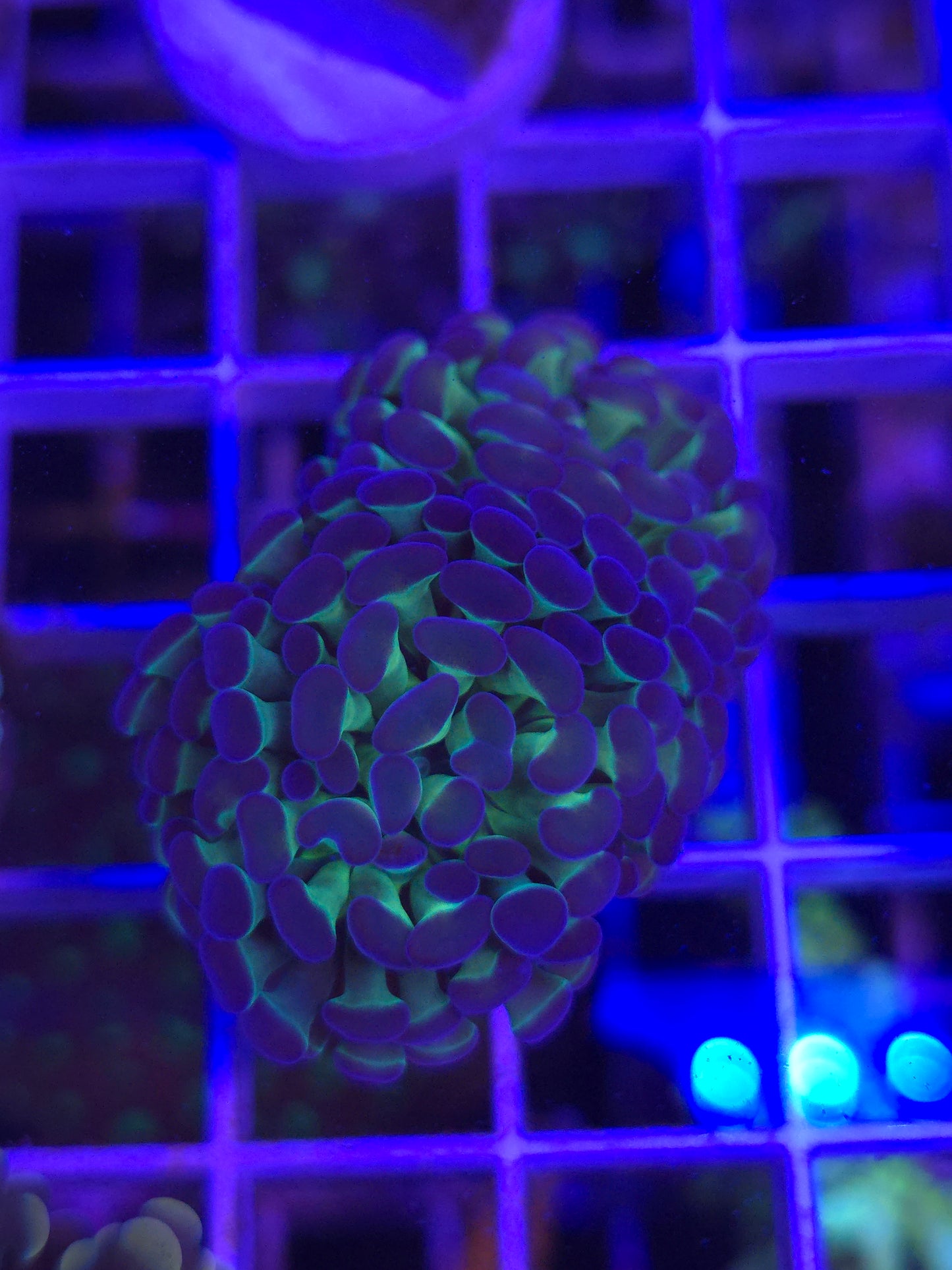 Hologram Hammer(Double Head)