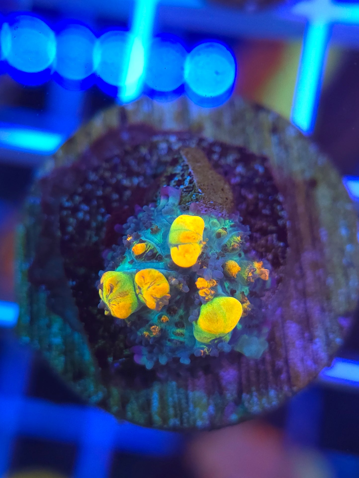 CA OG Bounce(SUPER SALE)