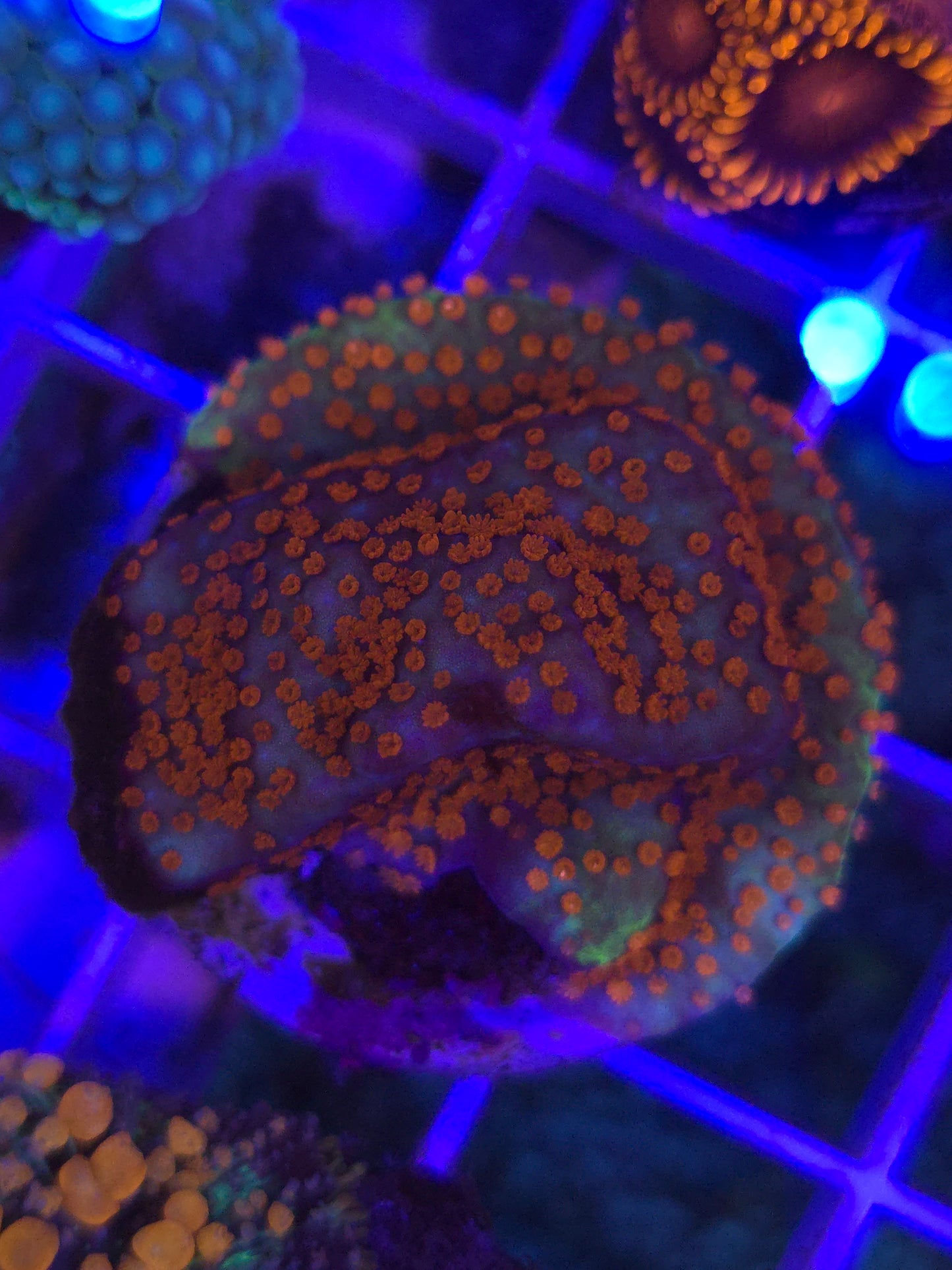 Reverse Sunset Montipora