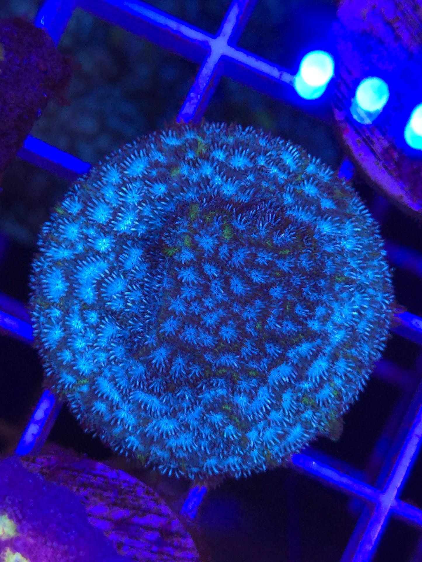 Frankenstein Lepto