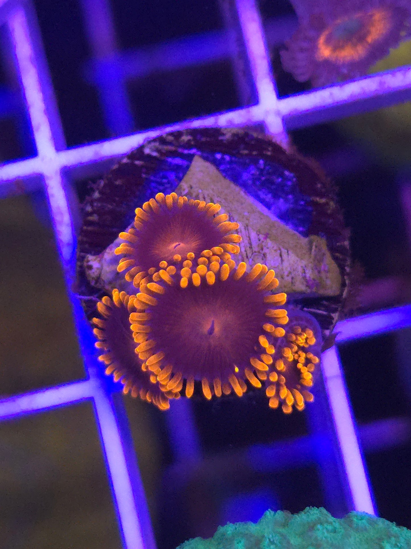 BAMBAMS Zoa