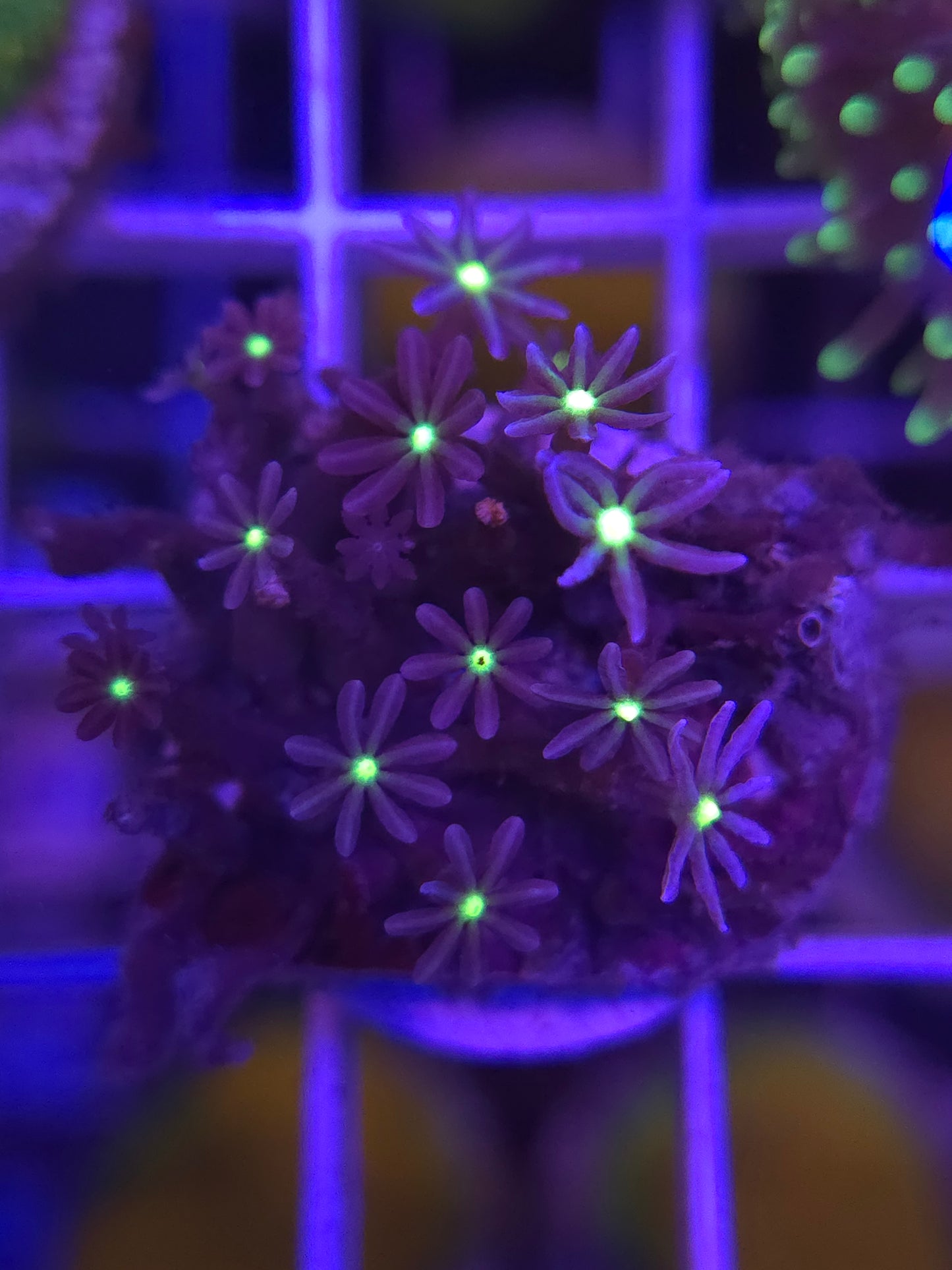 Daisy Polyps