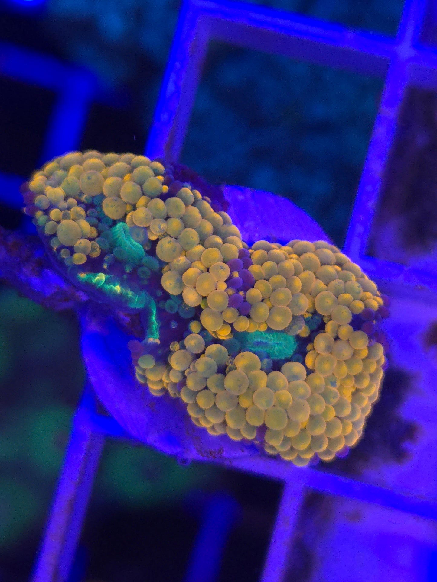 Orange Ricordea