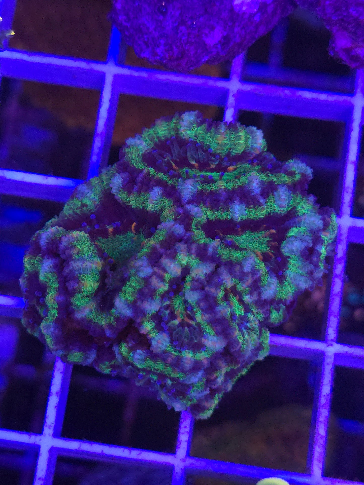 Green Monster Acan