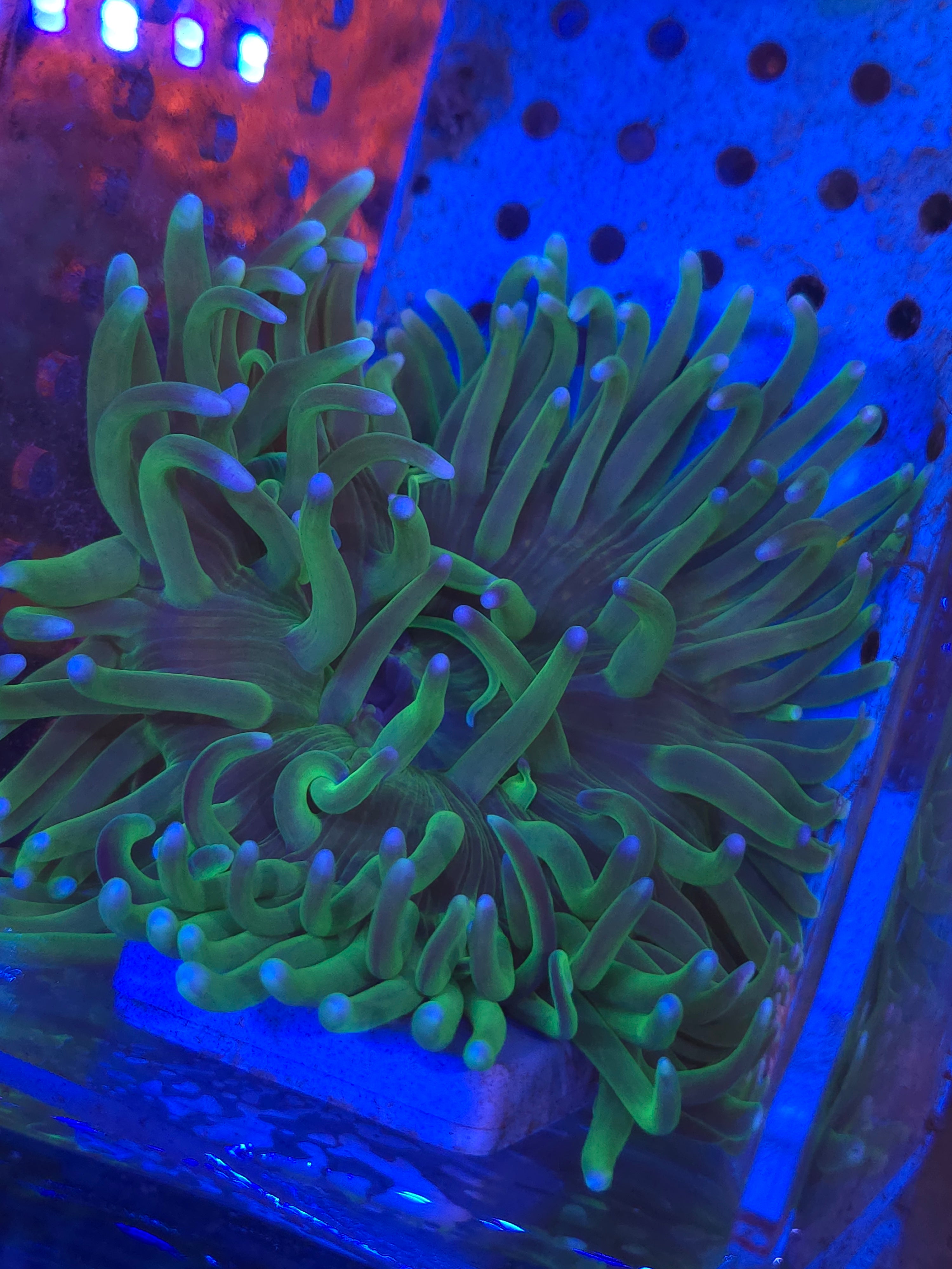 kun anemoneがま口 Long Tentacle Anemone – Cruz'n Aquatics