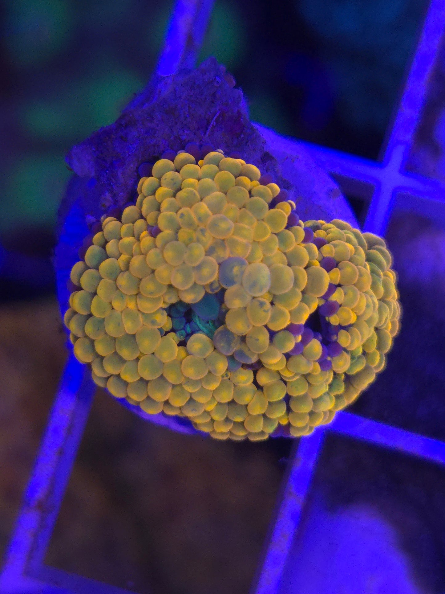 Orange Ricordea