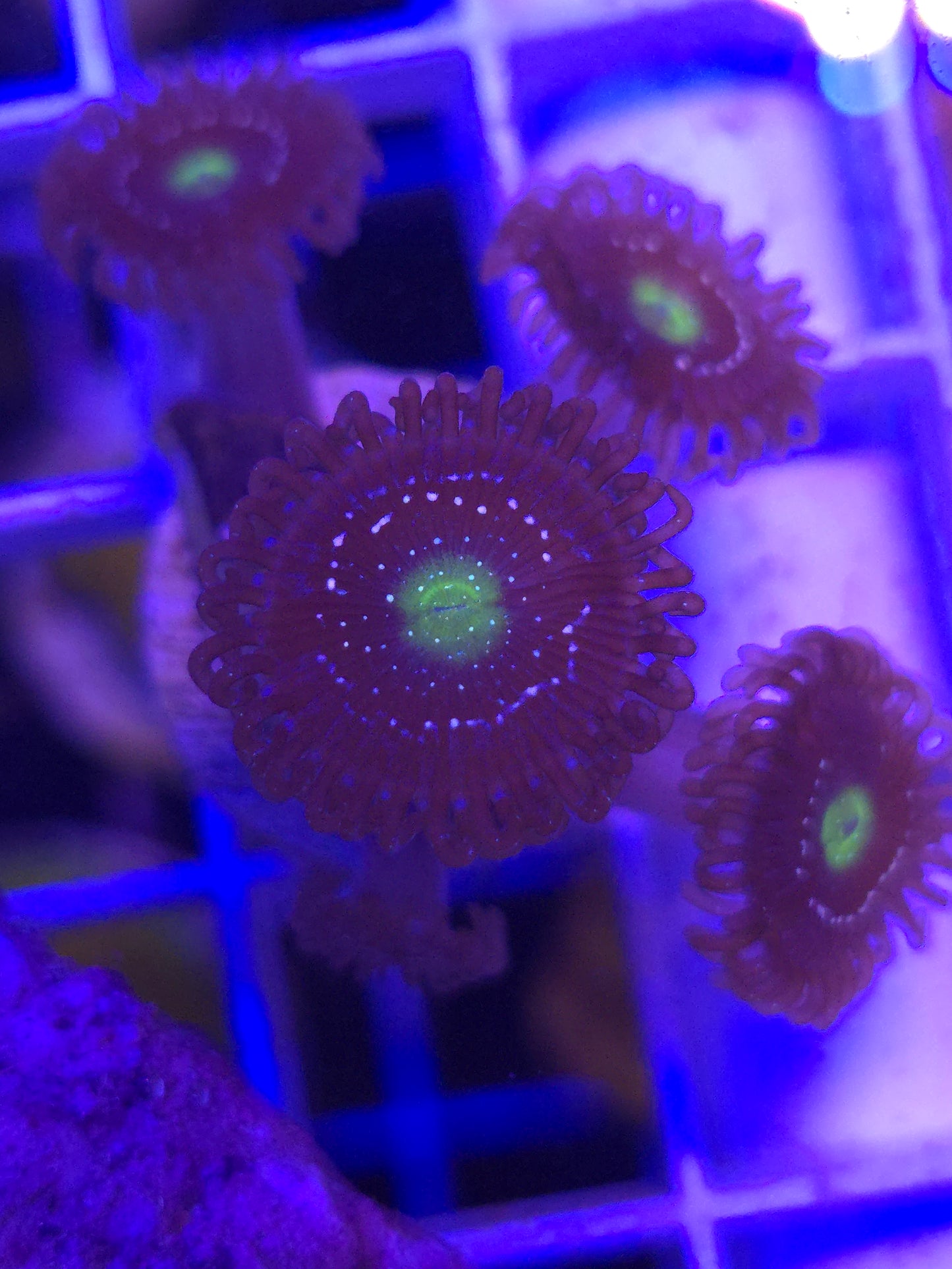 CRA Blue Lagoon Zoa