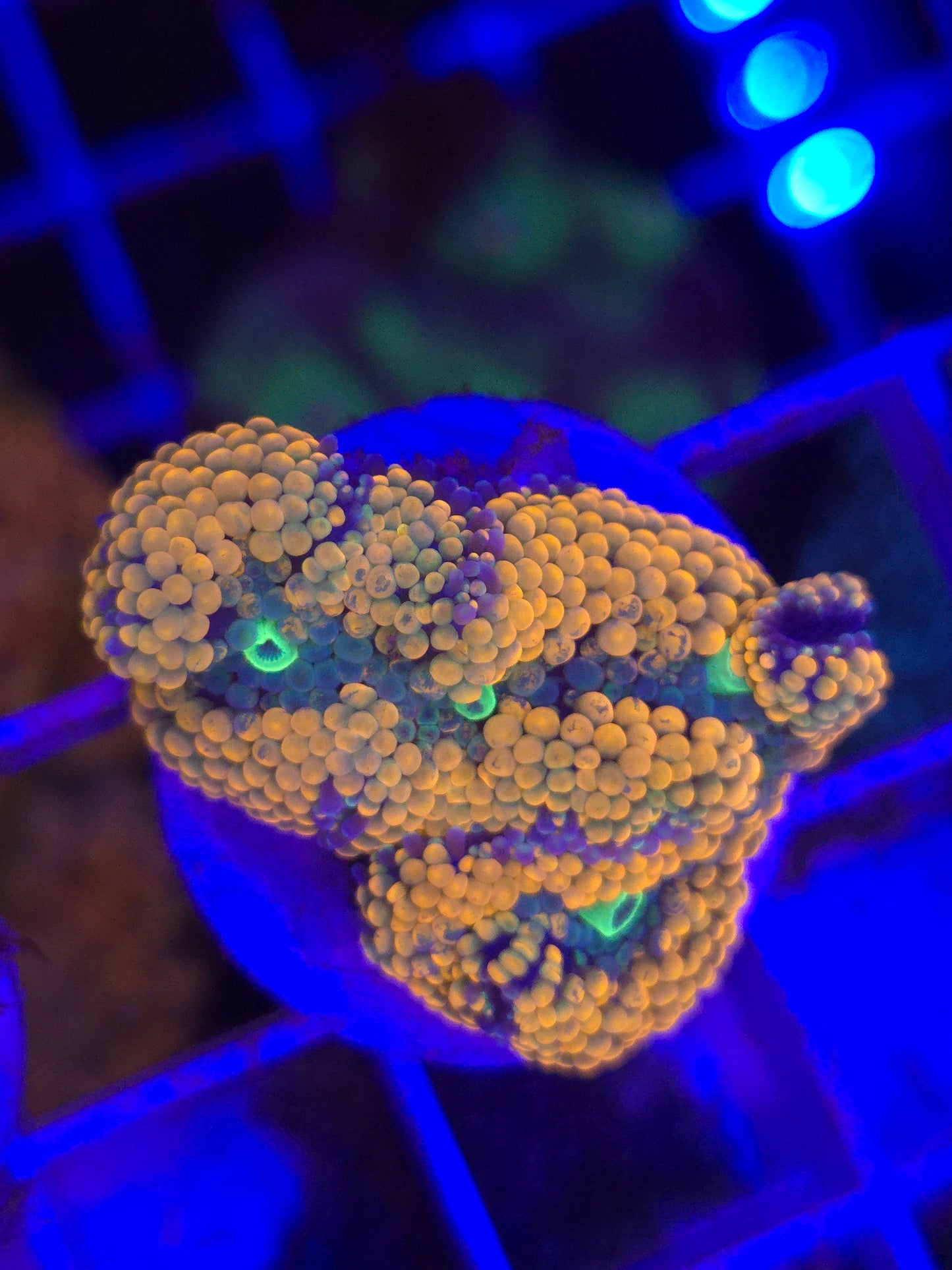 Jumbo Orange Ricordea