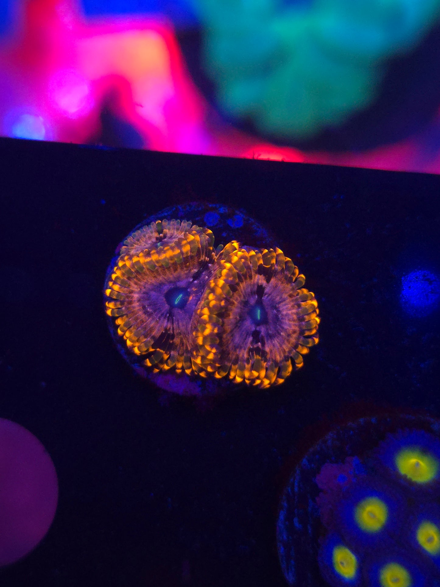 Utter Chaos Zoas