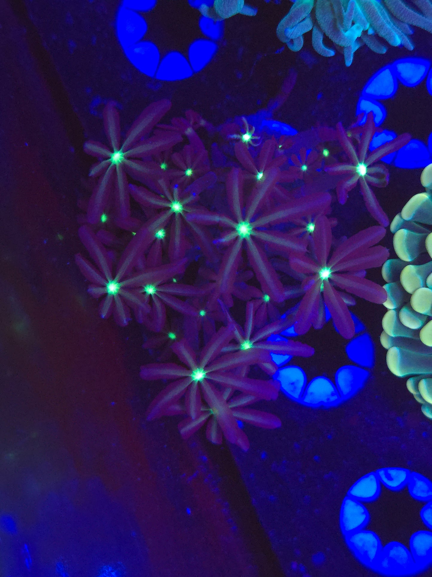 Star Gazer Daisy Polyps