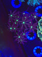 Star Gazer Daisy Polyps
