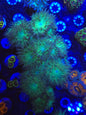 Duncan (Whisker Coral)