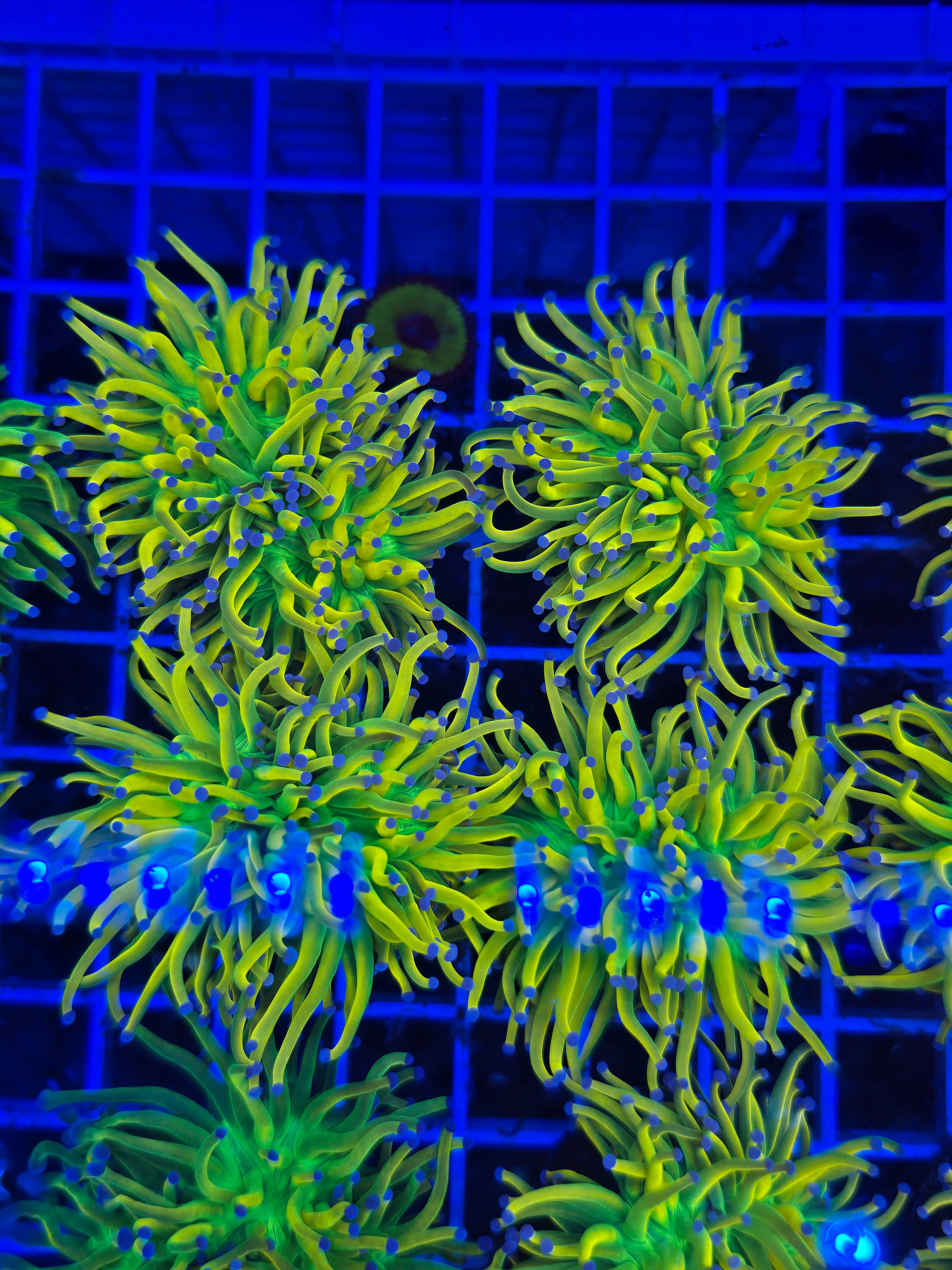 Cruz'n Aquatics – Cruz'n Aquatics