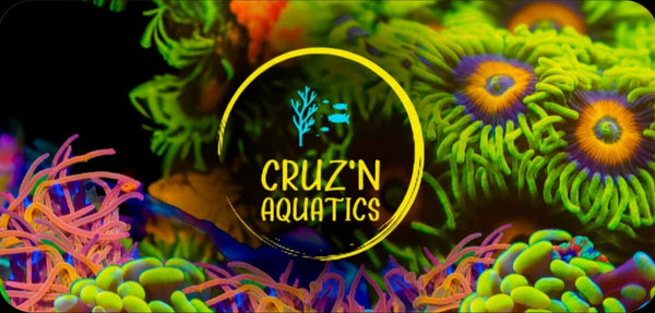 Cruz'n Aquatics 