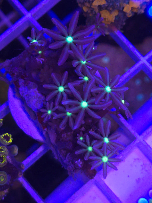 Daisy Polyps