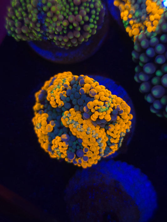 Ultra Orange Ricordea