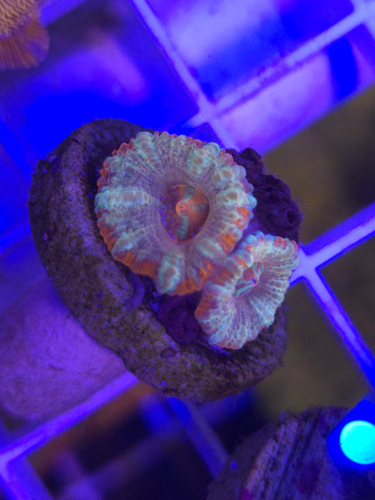 Double head Ultra Acan