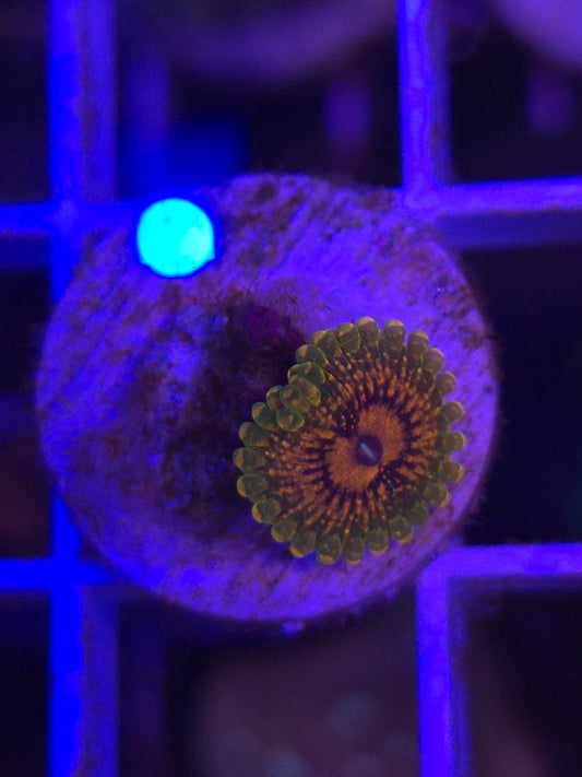 Grand Master Krak Zoa