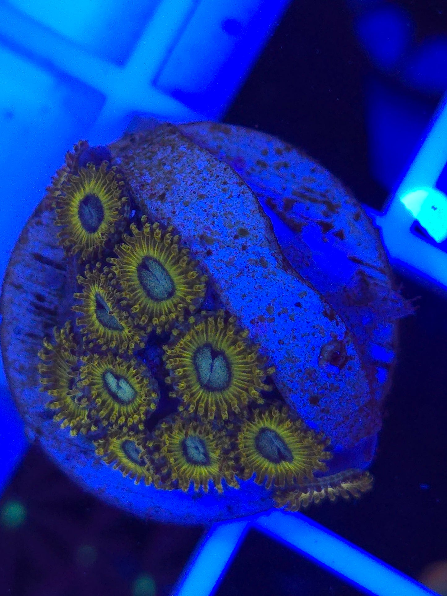 Pikachu Zoas