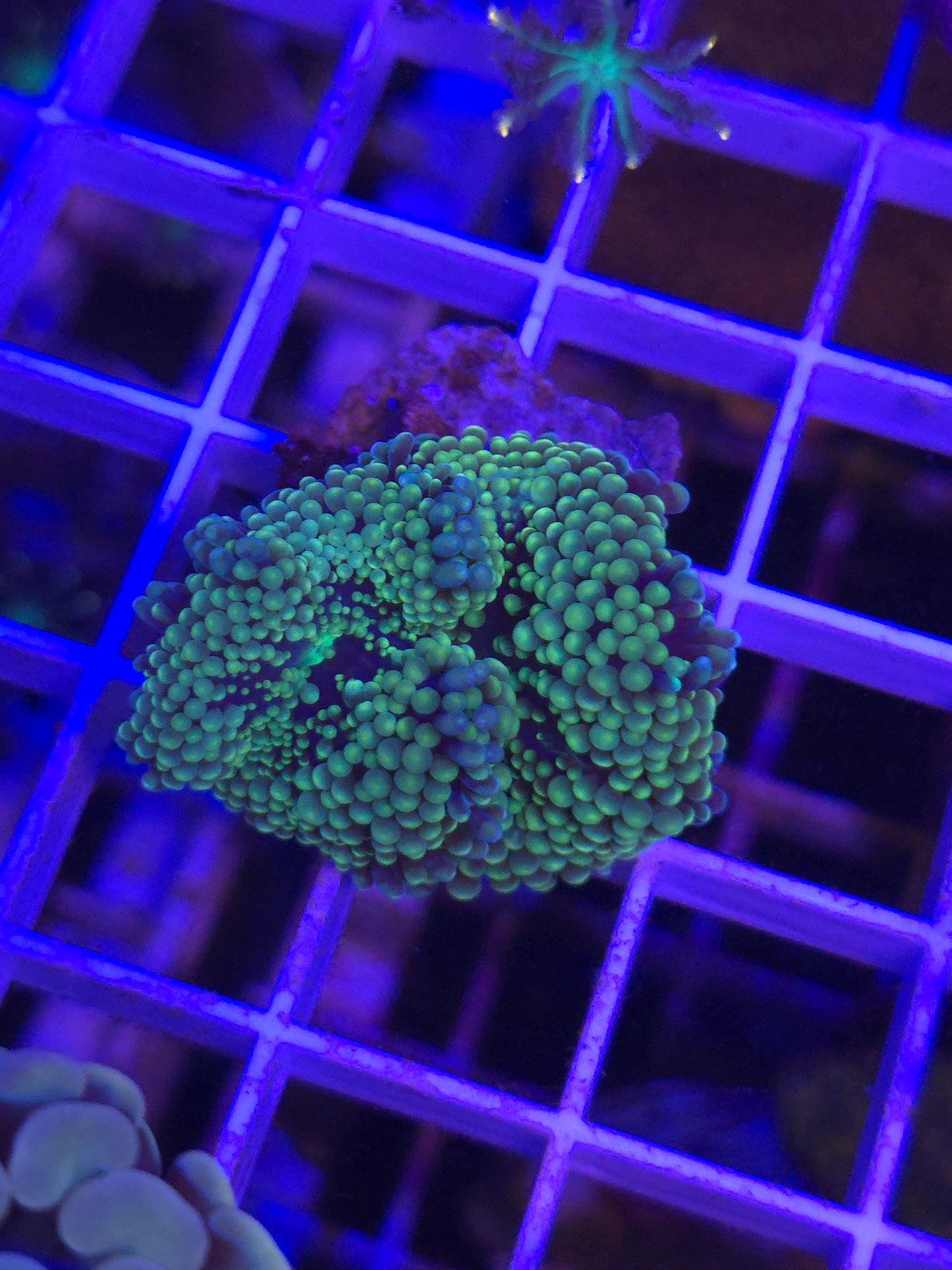 Jumbo Green Ricordea