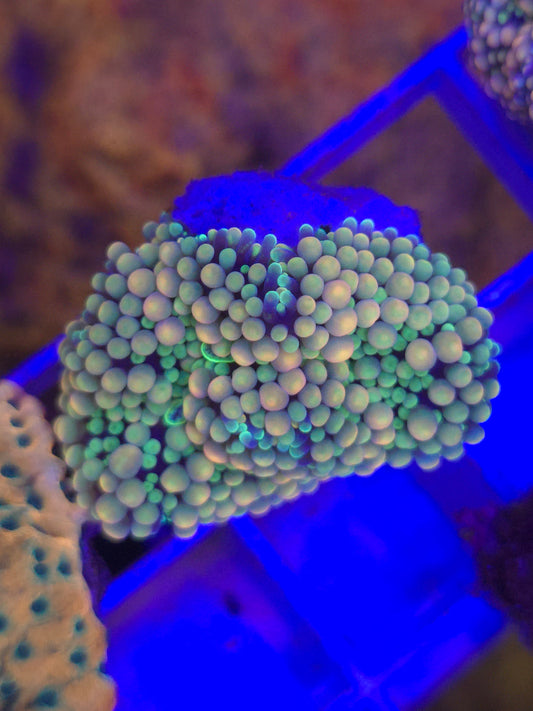 Rainbow Ricordea