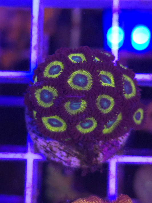 Yellow Submarines Zoa