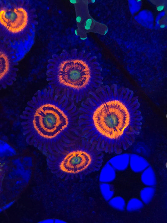 CRA Gobstopper Zoa