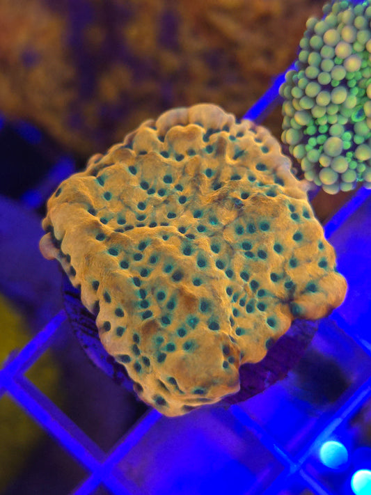 Kung Poa Montipora