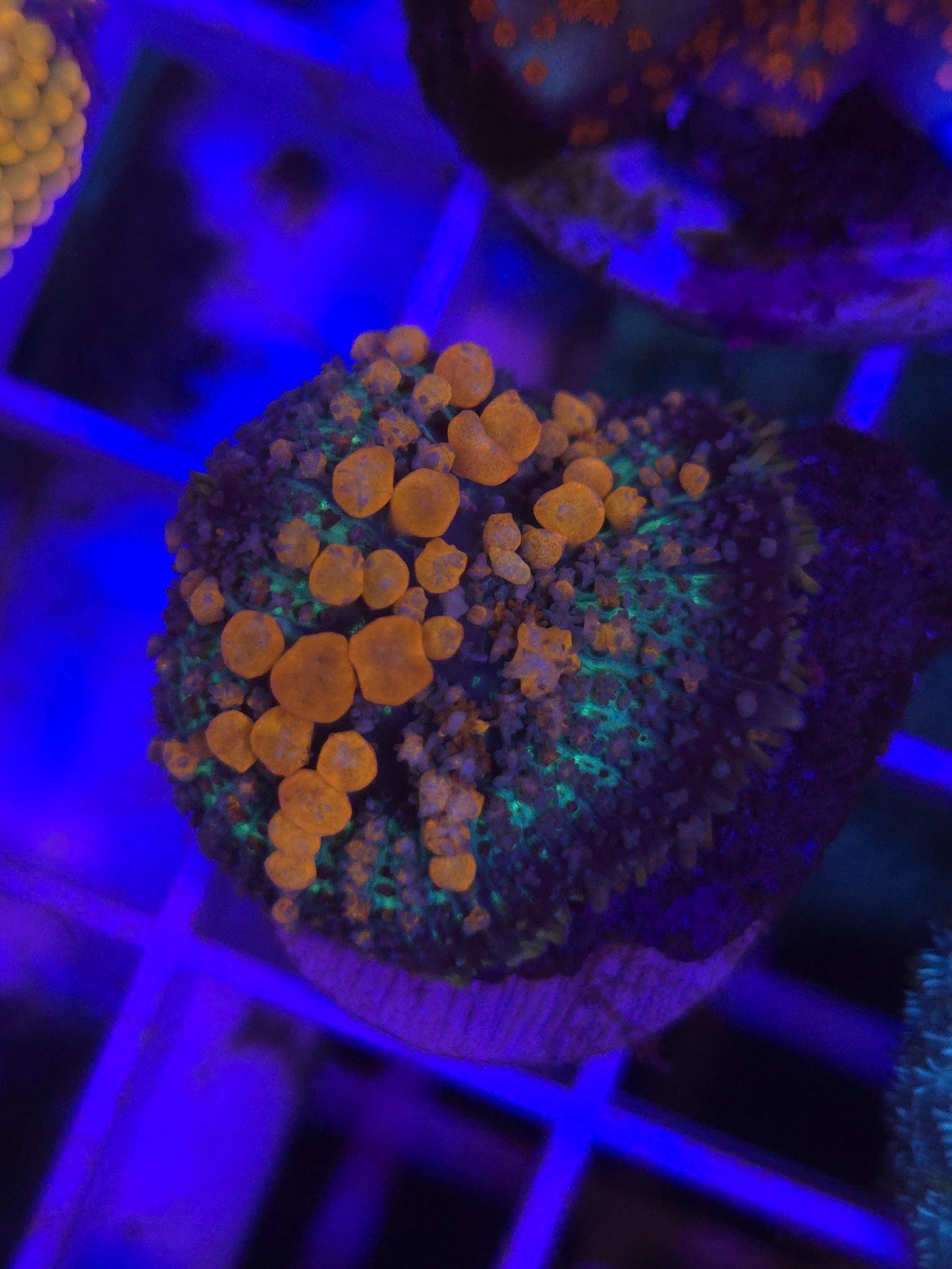 Sunkist Bounce Mushroom