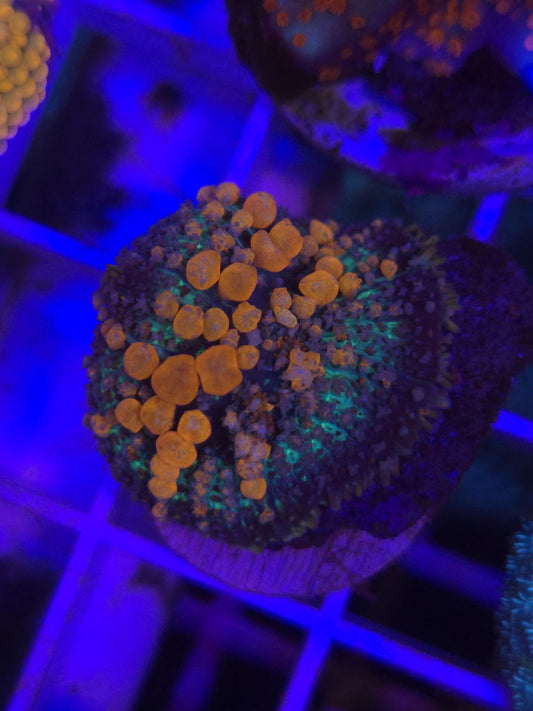 Sunkist Bounce Mushroom