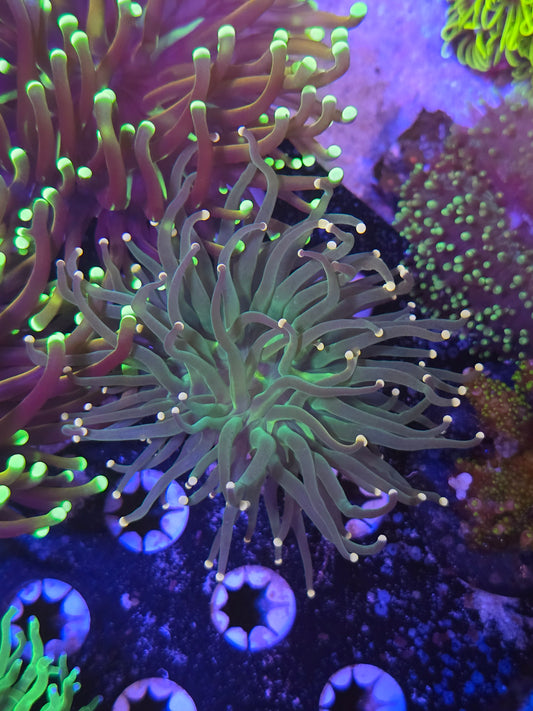 Pink Tip Torch