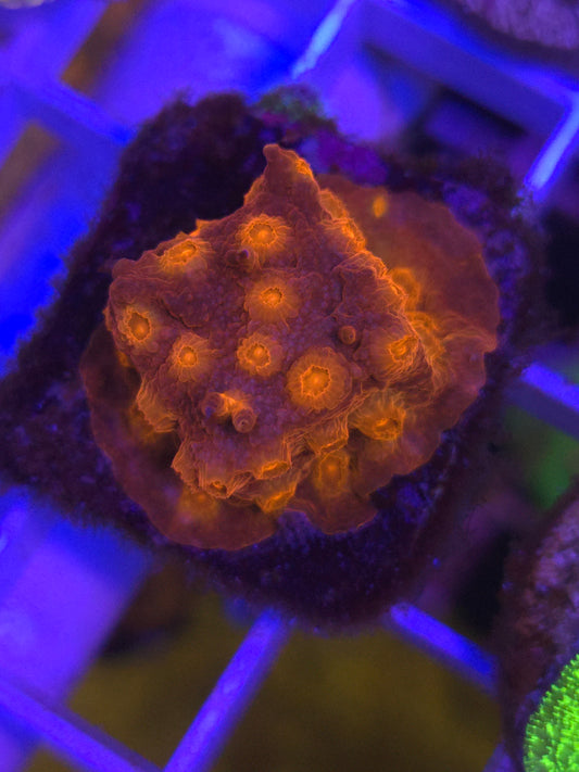 Red Brick Road Cyphastrea
