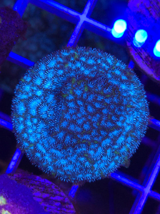 Frankenstein Lepto