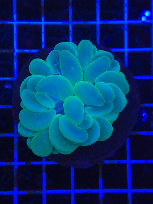 Bubble Coral