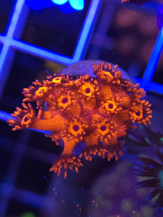 Red Light District Goni-