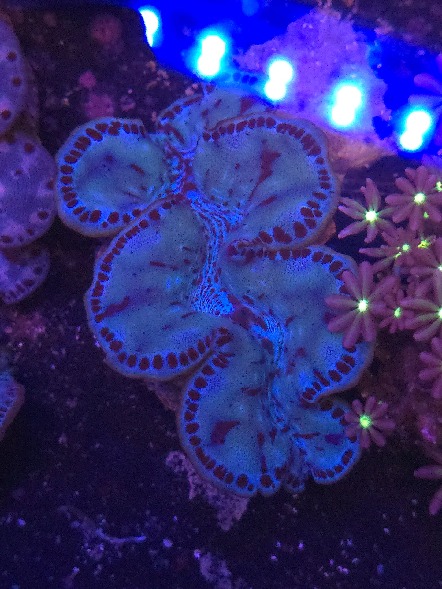 Premium ORA Maxima Clam