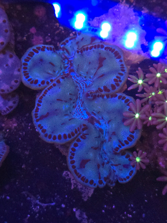 Premium ORA Maxima Clam