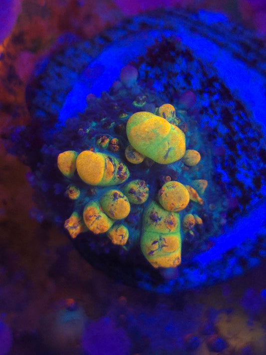 CRA OG Bounce Mushroom