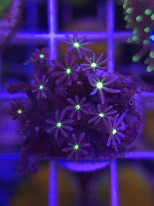 Daisy Polyps