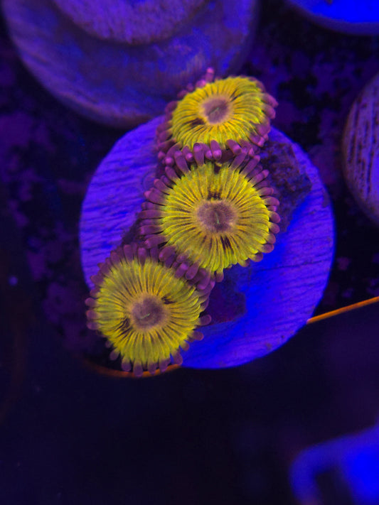 Chiqitas Zoas