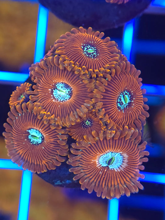 Magicians Zoa