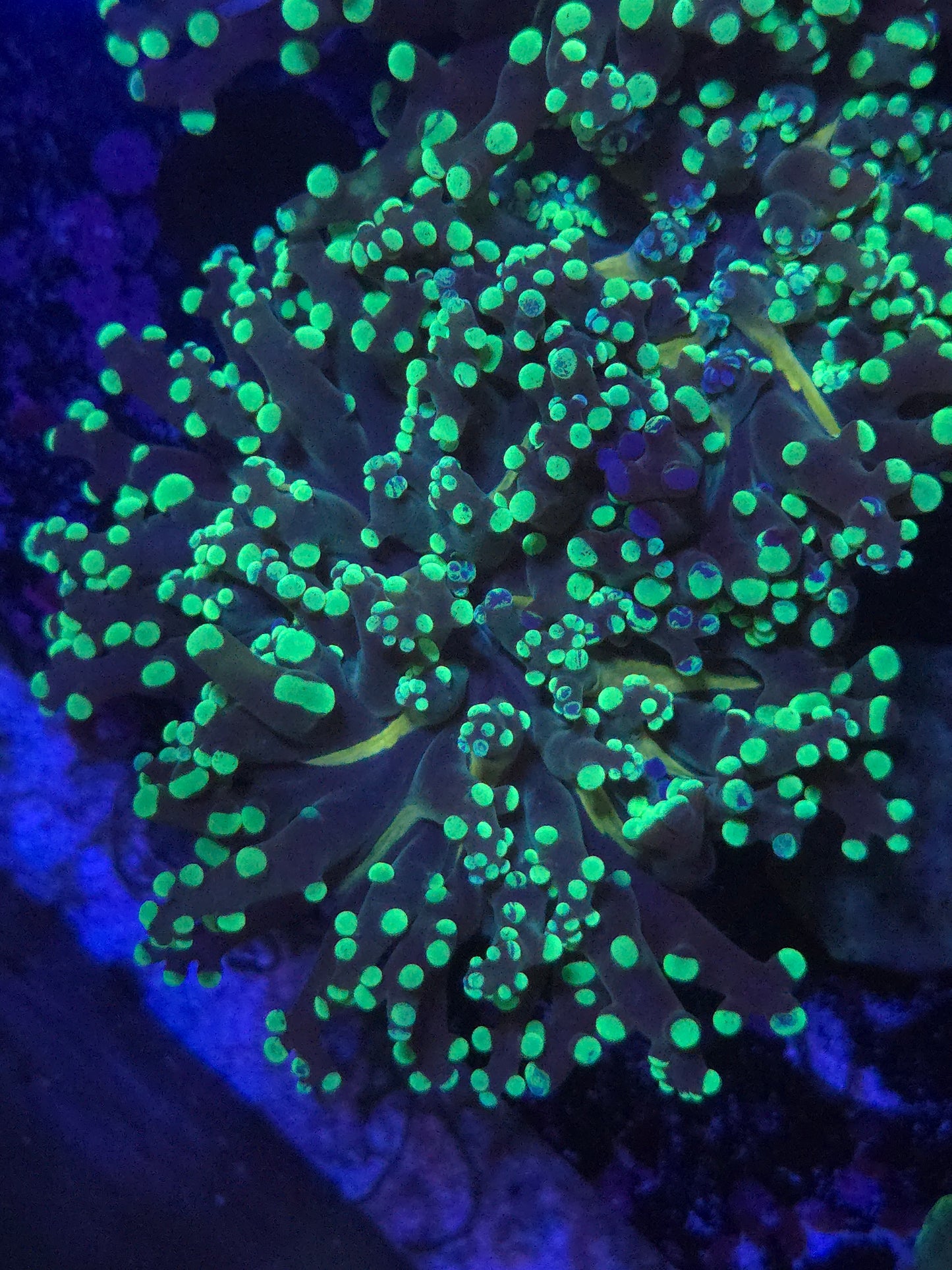 Bi-Color Frogspawn