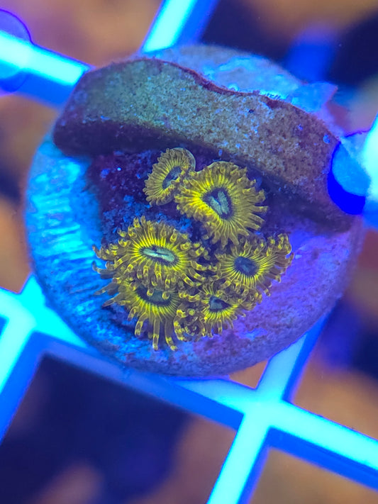 Pikachu Zoa