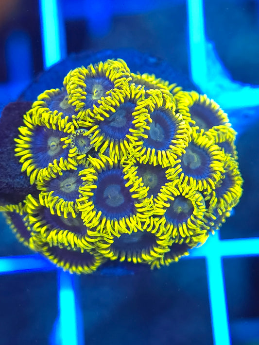 Blue Berry Fields Zoa