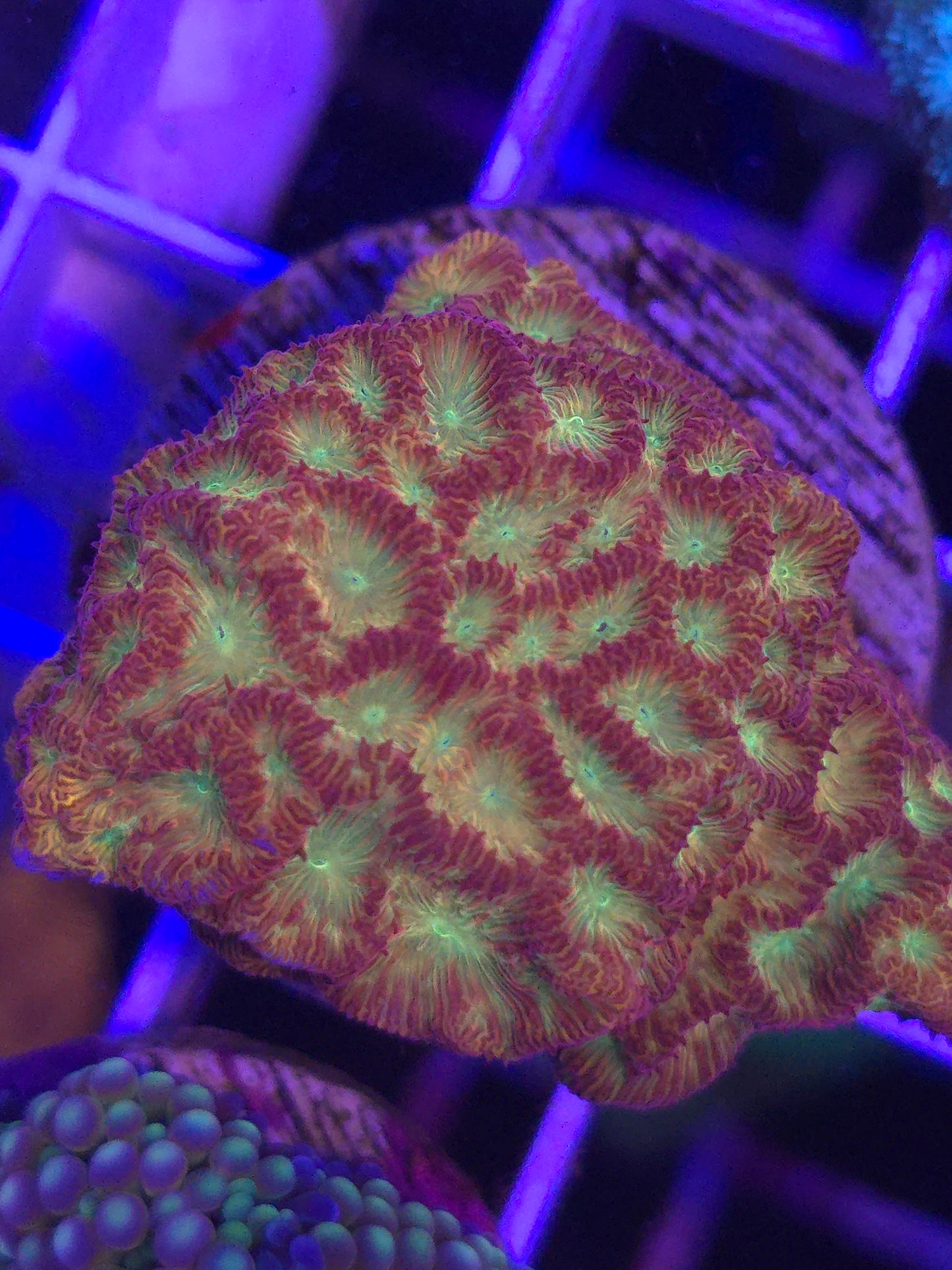 Jackolantern Lepto CHUNK