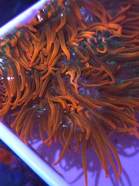 Rainbow Bubble Tip Anemone